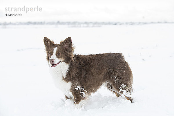 Ein Australian Shepherd steht zufrieden auf einem verschneiten Feld.