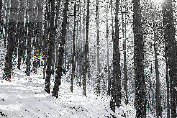 Winterszene mit einem Schwarzkiefernwald (Pinus nigra) und den Sonnenstrahlen  die das Kronendach durchdringen. Auf der linken Seite des Bildes ist eine kleine Buche (Fagus sylvatica) zu sehen  die in der Nähe eines Ortes namens Studenica im Südwesten Serbiens aufgenommen wurde.