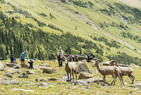Frauen und Kinder beobachten die Big Horn Schafe am Highline Trail im Glacier National Park  Montana  USA