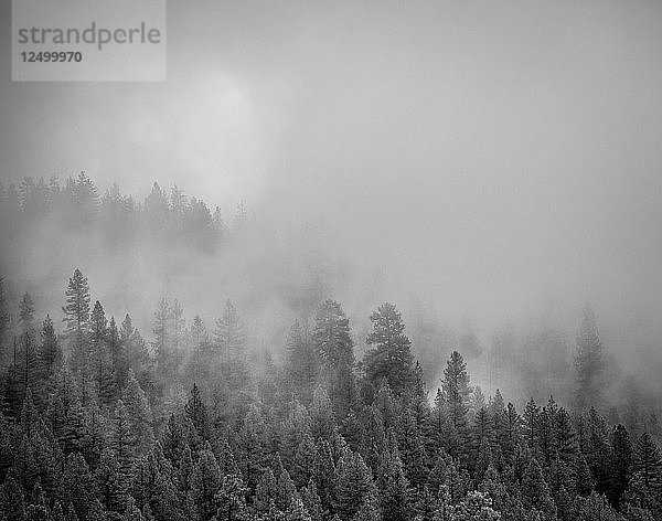 Nebel durch die Bäume