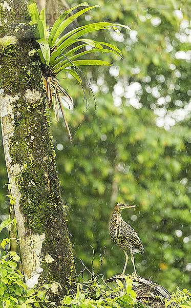 Nacktkehl-Tigerreiher (Tigrisoma mexicanum) trotzt dem Regen in Costa Rica