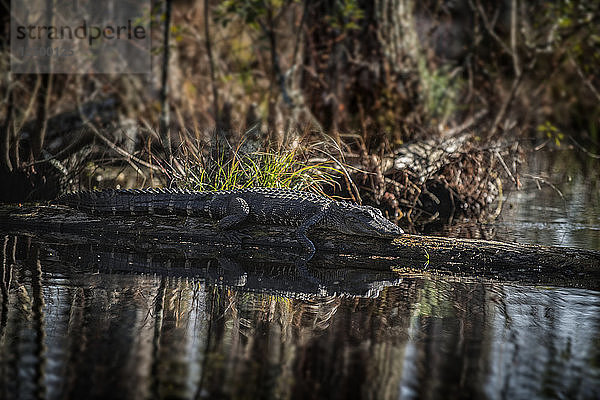 Ein Alligator auf einem Baumstamm in den Cypress Gardens in South Carolina