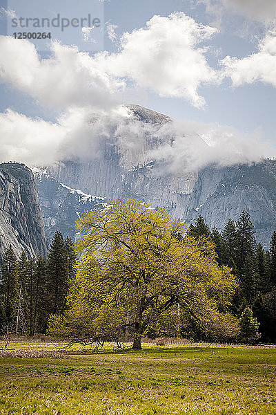 Ein Baum mit einem Berg im Nebel dahinter im Yosemite National Park  CA.