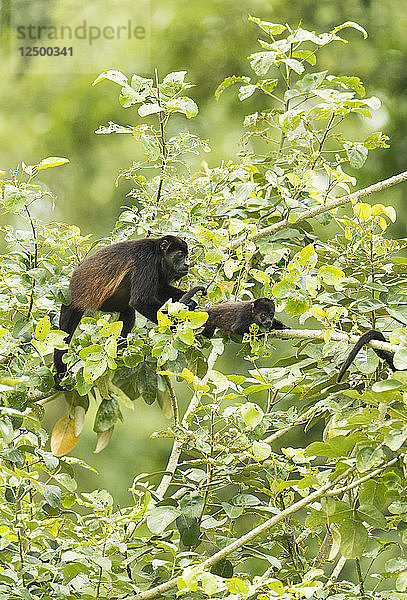 Eine Mutter und ein Baby Brüllaffe im Baum