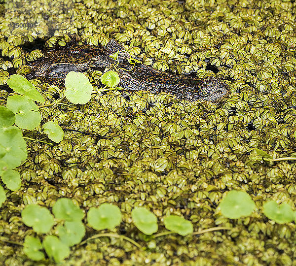 Kaiman (Caiman crocodilus) versteckt sich in Pflanzen und wartet auf Beute  Tortuguero Costa Rica