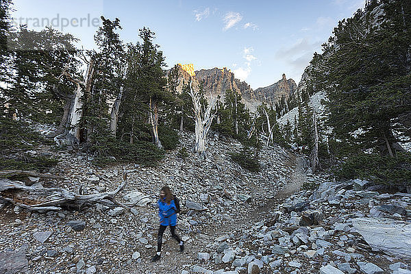 Eine junge Frau wandert durch einen uralten Borstenhaufen im Great Basin National Park.