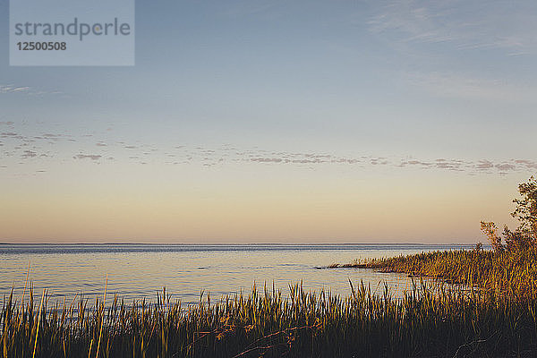 Ein Schilfbeet bei Sonnenuntergang mit der Georgian Bay im Hintergrund