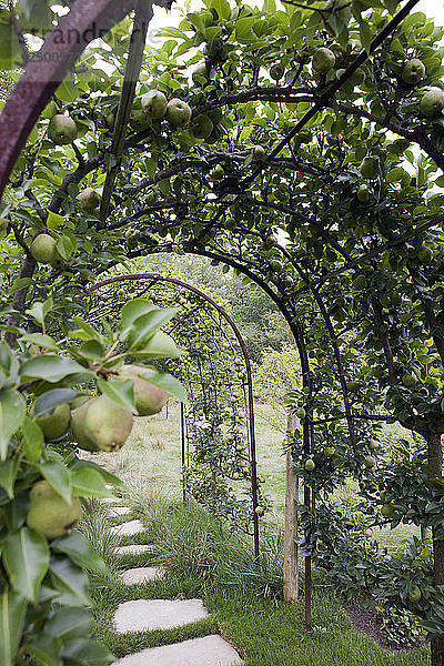 Apfelbäume in einem Garten in Lake Forest  Illinois.