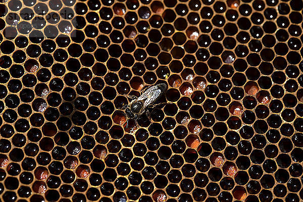 Eine Bienenkönigin spaziert in einem mit Honig und Pollen gefüllten Bienenstock in einem Bienenstand der Imker von Puremiel im Naturpark Los Alcornocales  Provinz Cádiz  Andalusien  Spanien