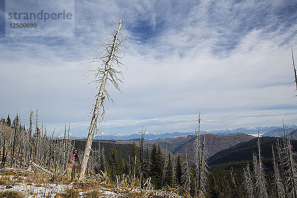 Mann Schneiden unten ein Baumstamm eines toten Baumes für Camping in Montana  USA