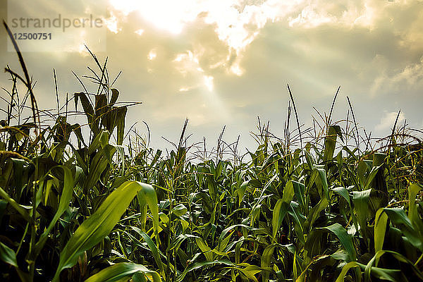 Szenerie eines Maisfeldes
