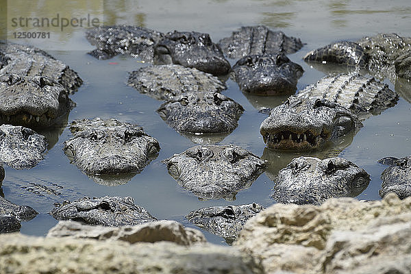 Ein Amerika Alligatoren im Sumpf im Everglades National Park  Süd-Florida