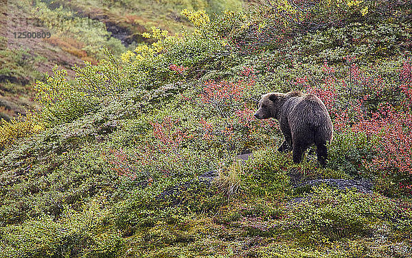 Grizzly in der Pracht des Herbstes in Denali