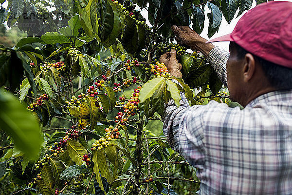 Ein Mann pflückt Kirschen auf einer Farm im ländlichen Hochland der kolumbianischen Kaffeeachse.