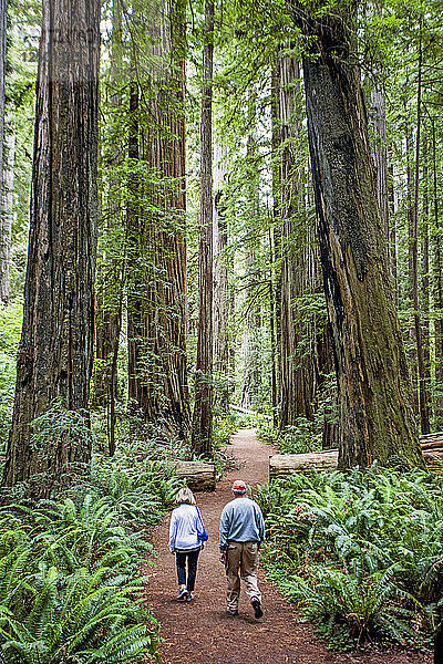 Paar Wandern durch die hoch aufragenden Bäume entlang eines Pfades im Redwoods National Park