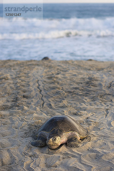 Die Olive Ridley Meeresschildkröte kommt vom Meer an den Strand  um ihre Eier in Oaxaca  Mexiko  abzulegen.