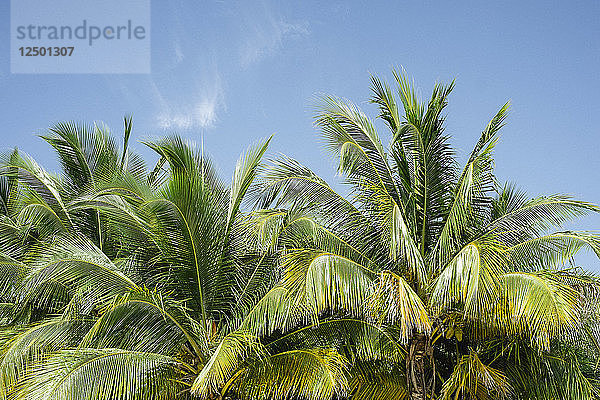 Palmen an der Südküste Kubas