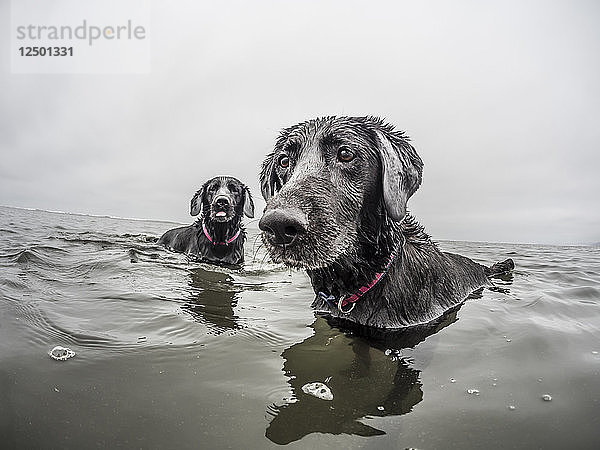 Zwei Hunde spielen im Wasser des Pazifischen Ozeans am Pacific Beach  WA.