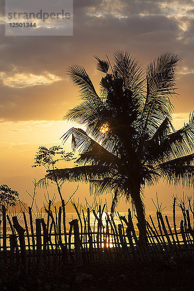 Palmen bei Sonnenuntergang.