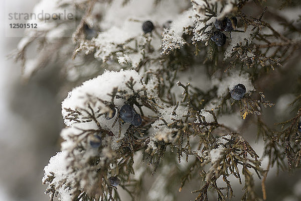 Schneeflocken sammeln sich auf einem Wacholderbusch in Truchas  New Mexico  am 22. Dezember 2013.