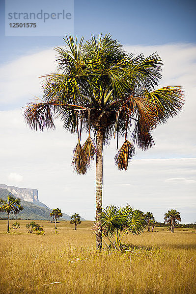 Palme in der Nähe von The Tepuy  Bundesstaat Bolivar  Venezuela