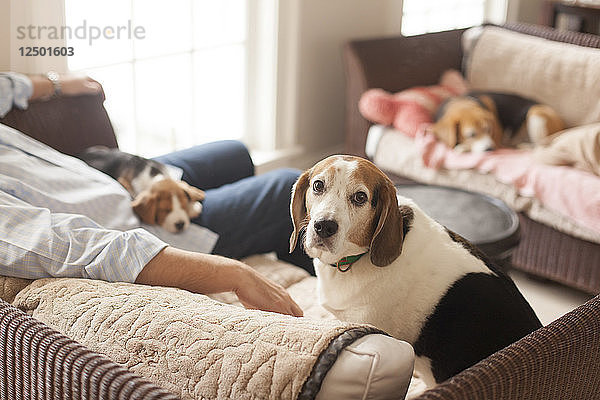 Haustier Hunde entspannt auf Sofa