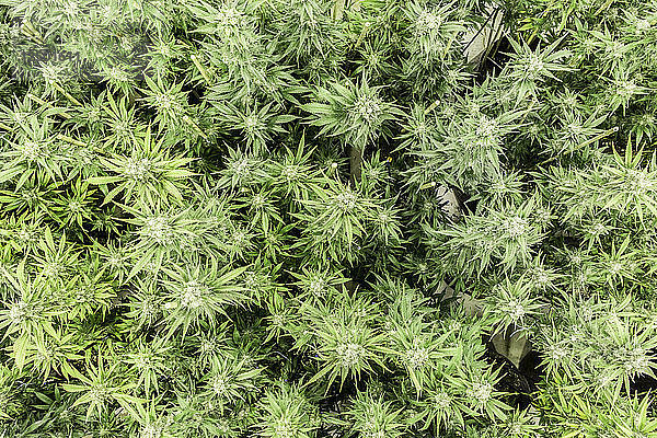 High Angle View Of Large Marajuana Plantage in Washington State
