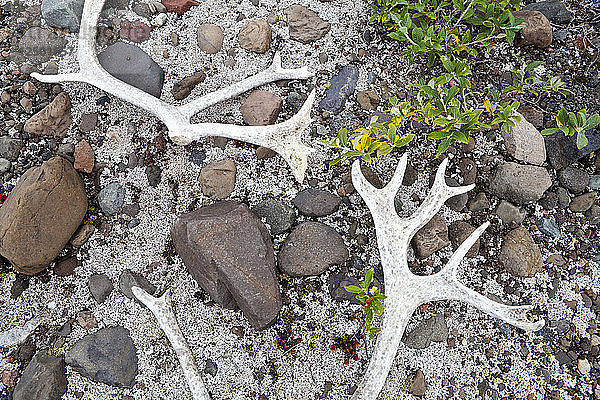 Gebleichtes Karibu-Geweih (Rangifer tarandus) auf dem Waldboden in der Nähe des Skolai-Passes  Wrangell-St. Elias-Nationalpark  Alaska.