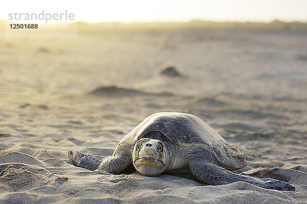 Eine Olive Ridley Meeresschildkröte sucht am Strand nach einem geeigneten Platz für die Eiablage.