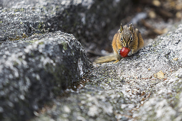 Ein Streifenhörnchen  das auf einem Felsen in Squamish  Kanada  Nahrung sucht.