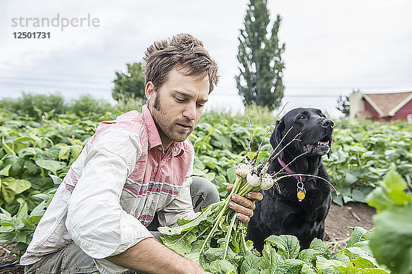 Ein Mann mit seinem Hund bei der Radieschenernte auf einer Bio-Farm im Bundesstaat Washington