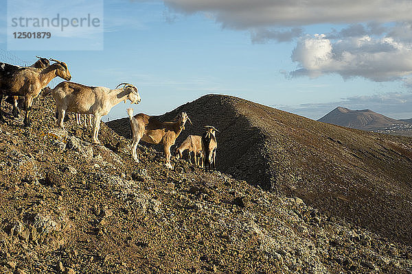 Eine Gruppe von Ziegen steht auf dem Gipfel eines Vulkans