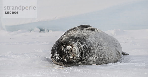 Weddellrobbe (Leptonychotes weddellii) auf der gefrorenen Oberfläche des Rossmeeres.