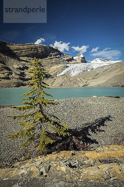 Ein Baum in der Nähe eines Sees mit einem Gletscher im Hintergrund