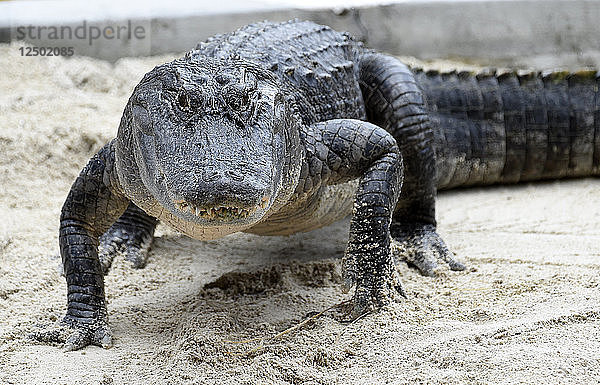 Ein amerikanischer Alligator im Everglades National Park in Südflorida