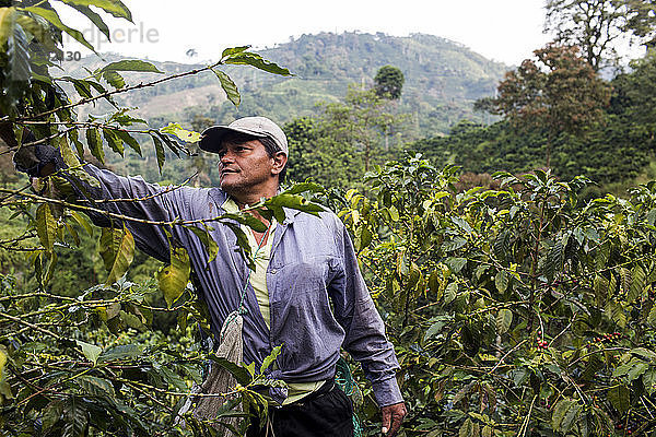 Ein Mann erntet Kaffeebohnen auf einer Farm im ländlichen Kolumbien.