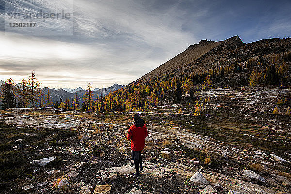 Ein junger Mann wandert in einer alpinen Region entlang der bunten Lärchen und steilen Berge der Kaskaden in der Pasayten Wilderness in Washington.