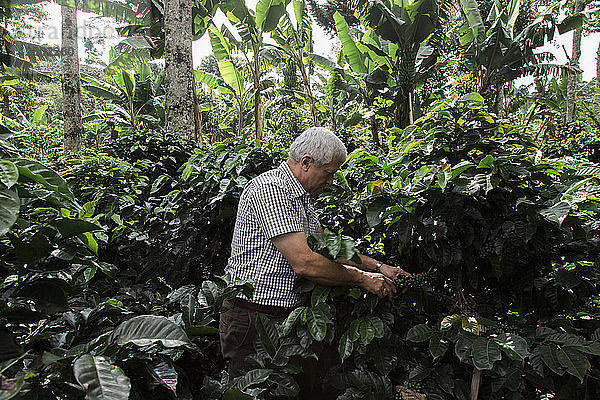Ein Mann erntet Kaffeebohnen im Wald im ländlichen Kolumbien.