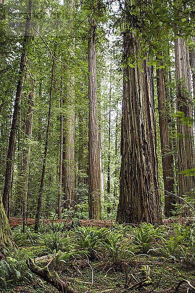 Der dichte Wald mit hoch aufragenden Bäumen im Wald des Redwoods National Park