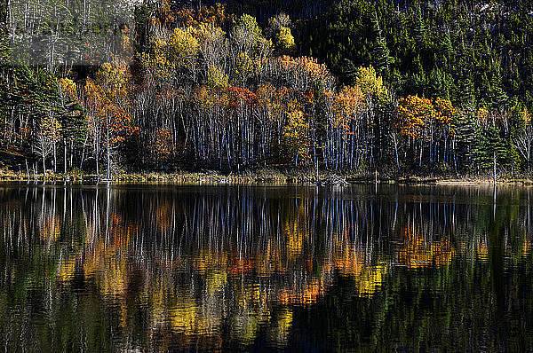Herbstfarben im Acadia National Park  Maine.