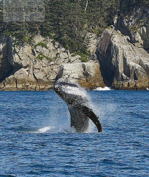 Brütende Wale im Kenai Fjords National Park  Alaska