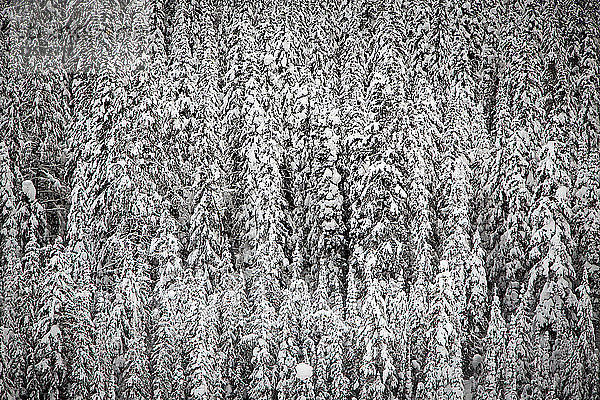 Wald mit verschneiten Bäumen im Winter