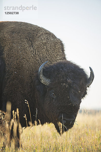 Nahaufnahme eines amerikanischen Bisons im Theodore Roosevelt National Park  North Dakota.