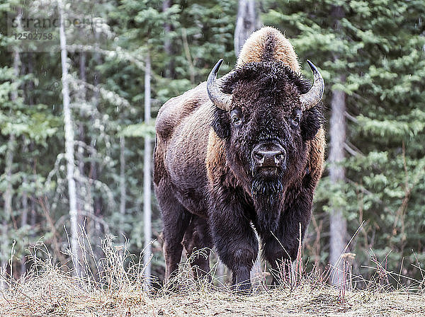 Nordamerikanischer Bison in British Columbia  Kanada.