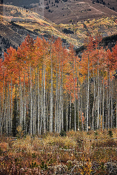 Herbstfarben im White River National Forest in Colorado.