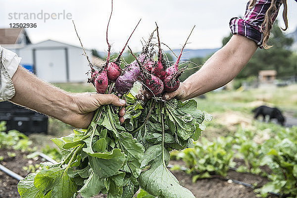 Ein Mann und eine Frau halten frisch geerntete Radieschen auf einer Bio-Farm im Bundesstaat Washington