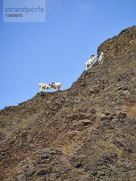 Herde Dall-Schafe auf dem Gipfel eines Berges stehend