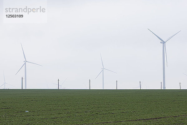 Eine grüne Wiese und die Windturbinen von Europas größtem Windpark  F?¢nt?¢nele-Cogealac im Landkreis Constanta in Rumänien.