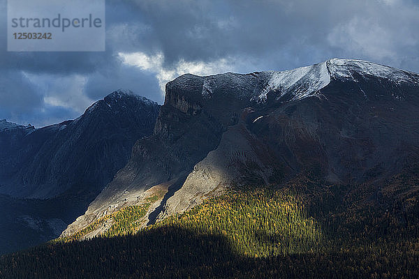 Goldene Lärchen in einem Tal des Mount Assiniboine Provincial Park