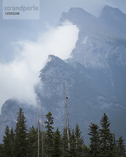 Weißkopfseeadler hockt auf kahlem Baum mit Mount Rundle im Hintergrund gesehen